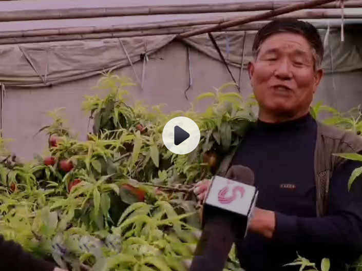 山東電視臺農(nóng)科采訪